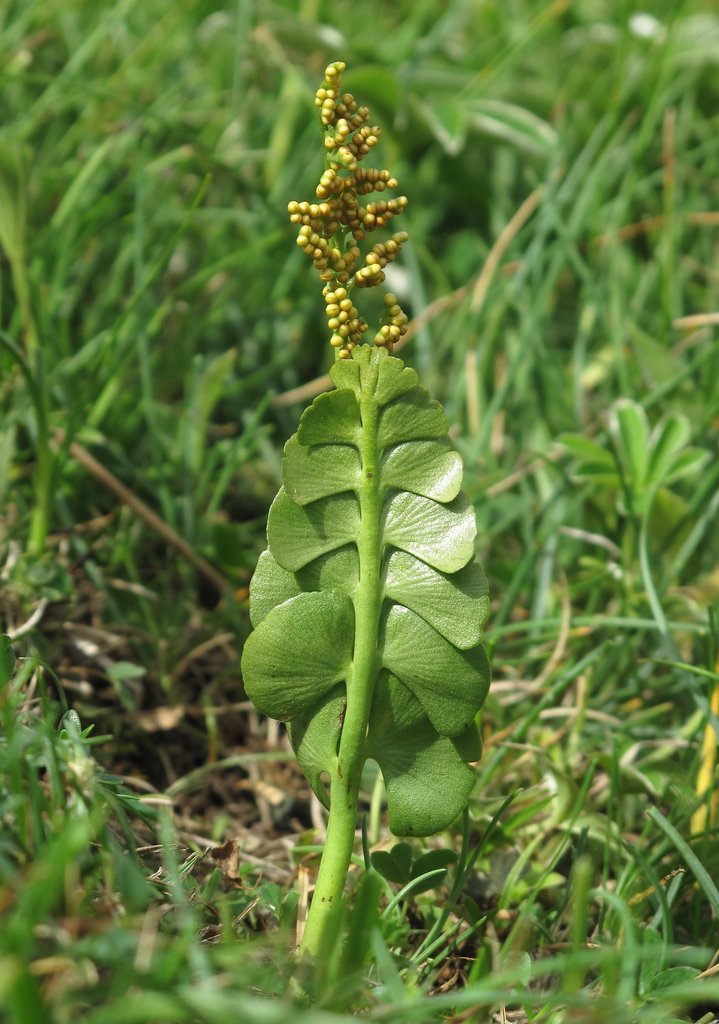 Botrychium lunaria